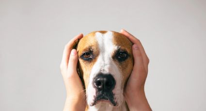 Recomendaciones para cuidar a las mascotas del sonido de los fuegos artificiales