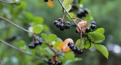 Estos son los desconocidos beneficios de la aronia para el organismo