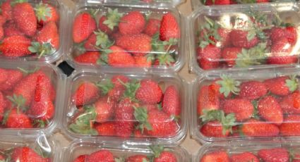 Distingue las fresas marroquíes de las españolas con este truco