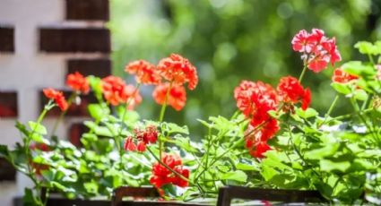 Puede que estés tirando este abono casero sin saber que es capaz de hacer florecer tus plantas