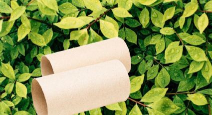 El truco definitivo para convertir tus rollos de cartón de papel en artículos de jardinería