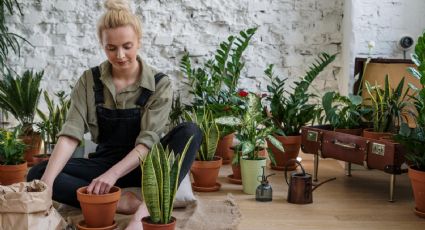 ¡Revitaliza tu jardín! Consejos caseros para potenciar el crecimiento de tus plantas