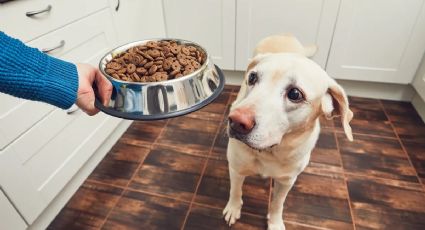 Higiente y salud: esta es la frecuencia con la que debes desinfectar los platos de tus mascotas