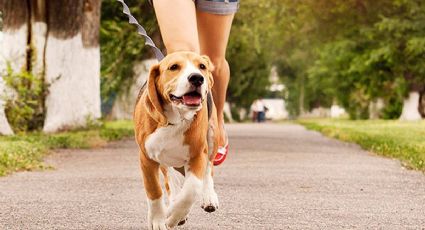 Consejos muy útiles para pasear a tu mascota en esta época