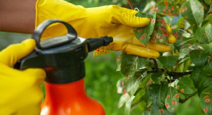 Erradicar los hongos de tus plantas es posible: la receta casera que salvará tu jardín