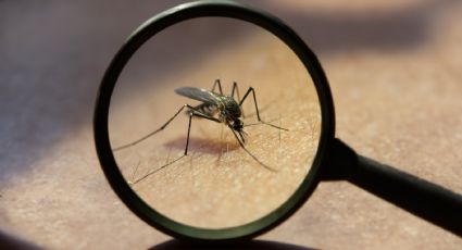 Así puedes ahuyentar mosquitos con este remedio casero y barato