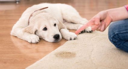 2 trucos infalibles para evitar que tus perros y gatos hagan sus necesidades en casa