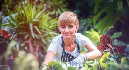 Plantas felices, viajeros tranquilos: la técnica imbatible para mantenerlas hidratadas en vacaciones