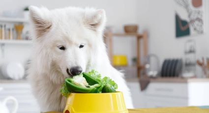 Estos son los alimentos que puedes darle a tus mascotas de forma natural