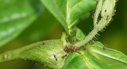 Trucos naturales para proteger las plantas de las hormigas que seguro no conocías