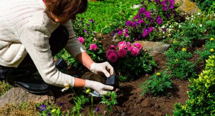 ¡Revive tus plantas! Los 3 productos de cocina que servirán como fertilizantes naturales