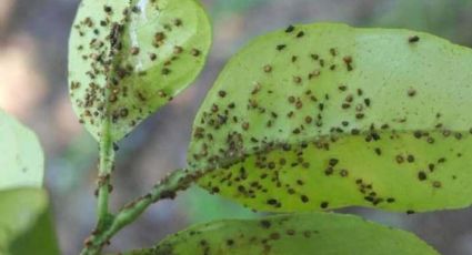 Rescata tus plantas de los pulgones con estos trucos que transformarán tu jardín