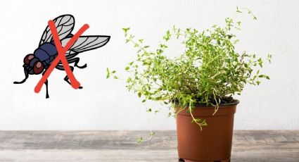 Estas son las plantas para ahuyentar mosquitos en el hogar