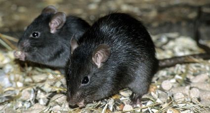 El secreto de limpieza infalible para mantener a las ratas fuera de tu casa