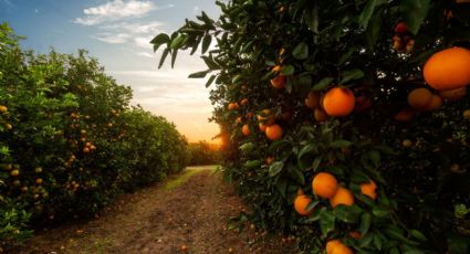 3 ventajas de consumir naranjas todos los días que ningún médico te cuenta