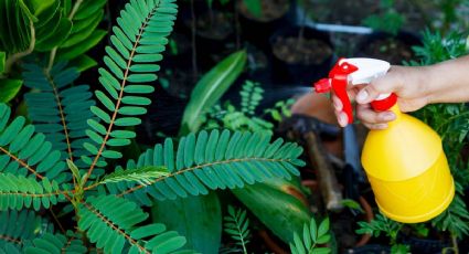 El mágico truco que hará que tus plantas crezcan de manera sorprendente