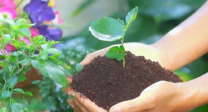 Cuáles son los dos ingredientes infalibles para hacer el mejor abono natural