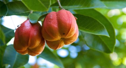 Cuáles son los beneficios del “Ackee”, la fruta que puede ayudar en la diabetes