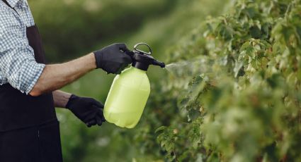 Cómo preparar jabón potásico, el repelente natural que necesitan tus plantas