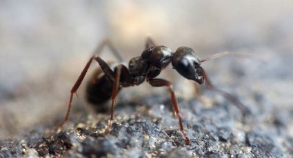 La solución mágica para limpiar los pisos y ahuyentar a las hormigas