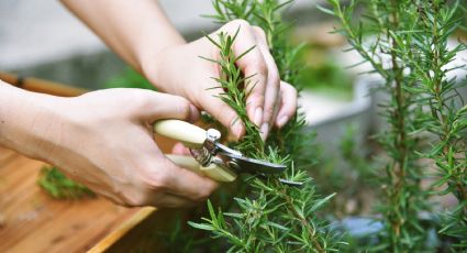 Cómo usar el romero para el crecimiento del cabello y evitar las canas