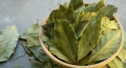 Cómo actúan las hojas de laurel durante el sueño