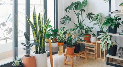 Las mejores plantas de interior para refrescar tu casa