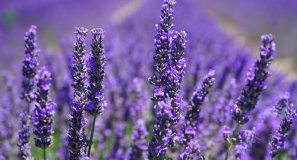 ¿Cómo usar la planta de lavanda para la limpieza de tu hogar?