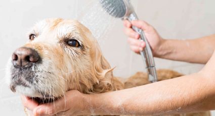 Este es el tiempo que hay que esperar para bañar a los perros