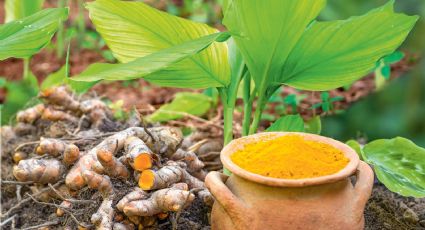 Cómo usar la cúrcuma como fertilizante para plantas