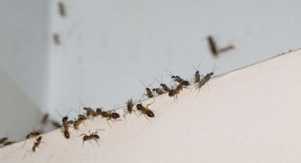 Cómo preparar el truco casero para ahuyentar a las hormigas