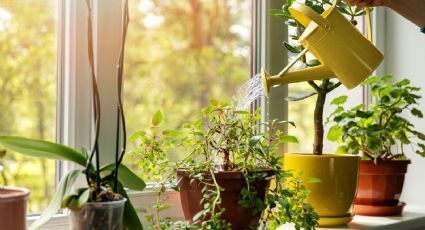 El ingrediente que no conocías es ideal para que tus plantas crezcan