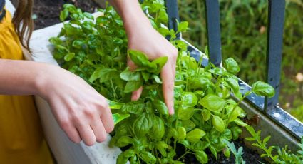 Cuáles son las plantas medicinales que ayudan a limpiar los riñones