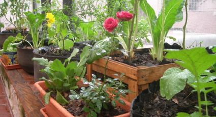 Cómo repeler las plagas del jardín con estas cuatro plantas mágicas