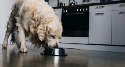 Cuáles son los 5 mejores alimentos para ayudar en la salud de tus perros