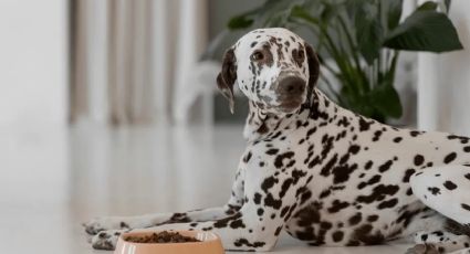 Cuál es el económico y muy beneficioso vegetal que debes sumar a la dieta de tus perros