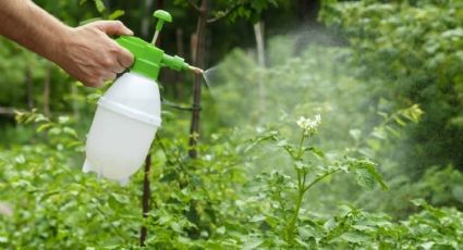 Cuáles son los ingredientes para preparar el insecticida natural más efectivo