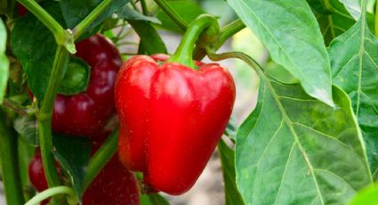 Cuáles son los efectos del pimiento rojo para la salud