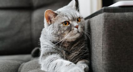 El secreto para eliminar las manchas que puede dejar tu gato en sillones y telas