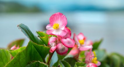 Cómo hacer para que las plantas vuelvan a florecer: los mejores trucos