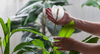 Cómo cuidar las plantas para evitar que se marchiten