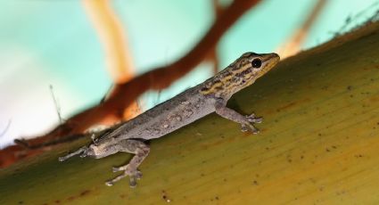 Cómo ahuyentar las lagartijas de casa de forma natural y práctica