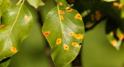 Cuáles son los secretos naturales para eliminar los hongos de las plantas