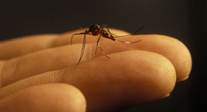 Repelente casero para mosquitos con pocos ingredientes