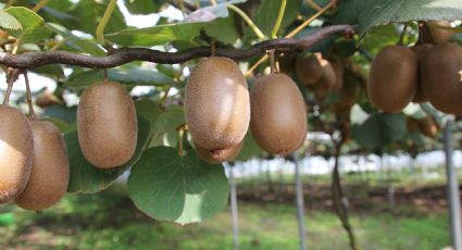 Así es la potente fruta con propiedades antioxidantes y que favorece a bajar de peso