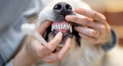 Así es como puedes preparar tu propia pasta de dientes para perros