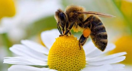 Cómo ahuyentar las abejas con estos secretos naturales y económicos