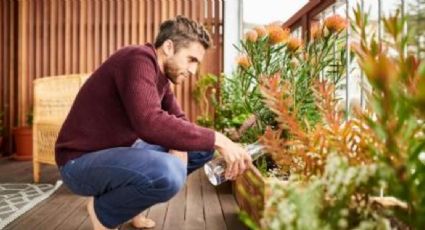 Cuál es el ingrediente de la cocina que revitalizará tus plantas