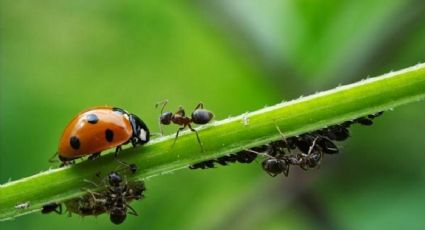 La mezcla definitiva para alejar a los insectos de las plantas