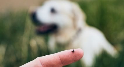 Remedio casero para eliminar las pulgas de tus mascotas